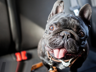 Updated: Tips for a road trip with your dog