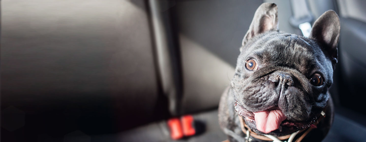 8 ways to drive safely with your dog