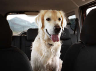 Get your Dog to be a Car Travel Pro