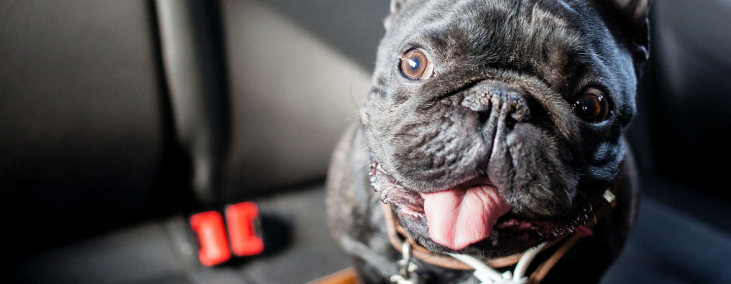 Updated: 9 Road trip tips for traveling with your dog