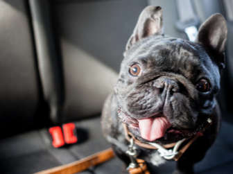 Updated: 9 Road trip tips for traveling with your dog