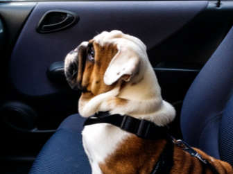Ways to Travel with Dogs in Car Seats